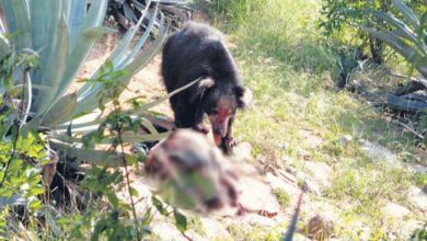 सूरजपुर में भालुओं के हमले में 2 लोगों की मौत, 2 घायल
