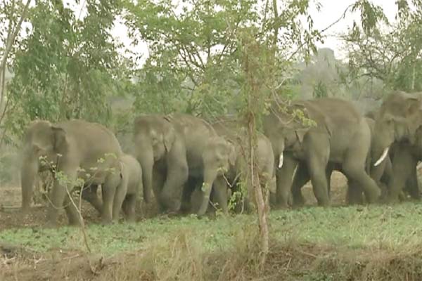 आरंग में मौजूद है 23 जंगली हाथियों का दल