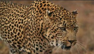 बच्चा गया था बीनने महुआ, जानिए फिर उसके बाद क्या हुआ