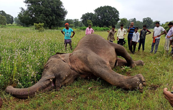 हाथी की मौत