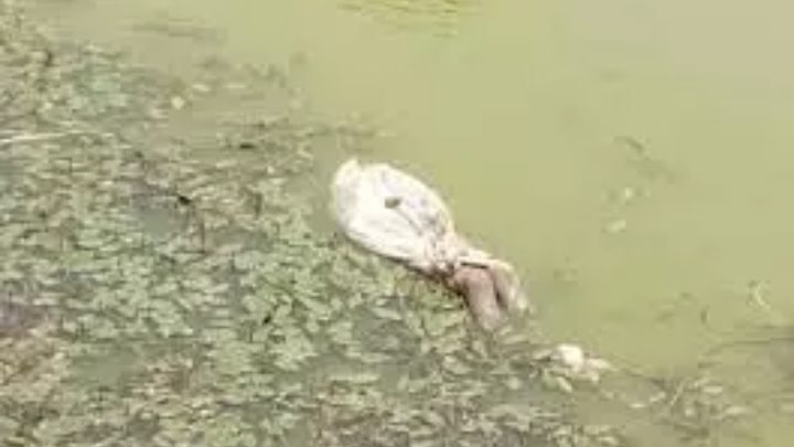 तालाब में लाश