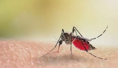 Dengue In Delhi