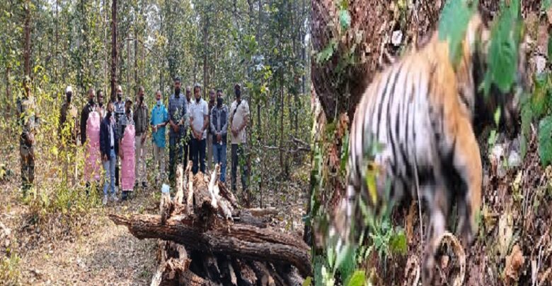 Achanakmar Tiger Death