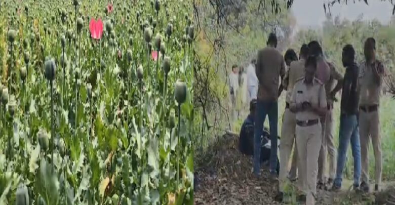 Raigarh Afim Ki Kheti