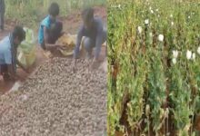 Balrampur Opium Cultivation
