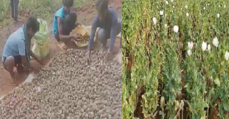 Balrampur Opium Cultivation