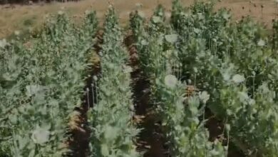 Raigarh Opium Cultivation