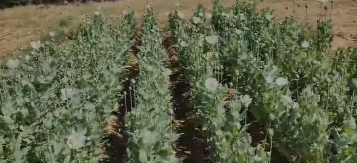 Raigarh Opium Cultivation