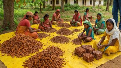 Dandakaranya Foods