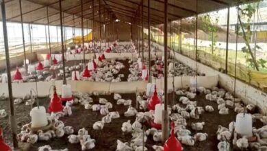Chickens Die Due DJ Music