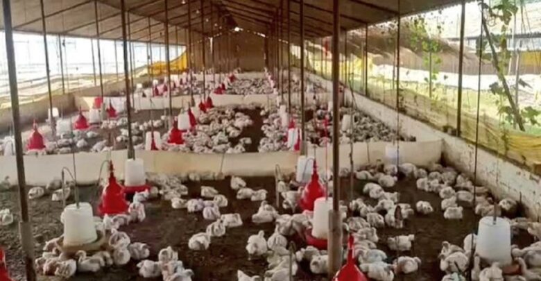 Chickens Die Due DJ Music