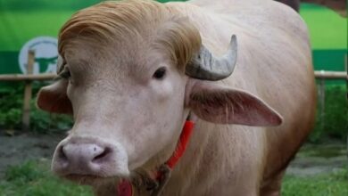 Donald Trump Buffalo