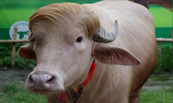 Donald Trump Buffalo