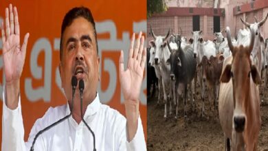 Animal Slaughter Ban