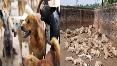 Dogs Terror In Saharanpur
