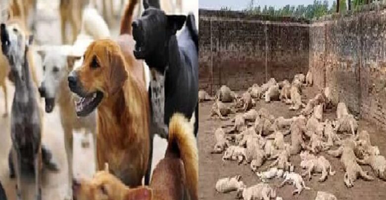 Dogs Terror In Saharanpur