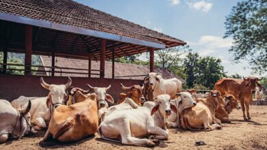 CG Cow Shelters