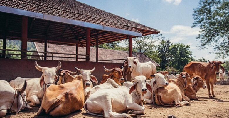 CG Cow Shelters