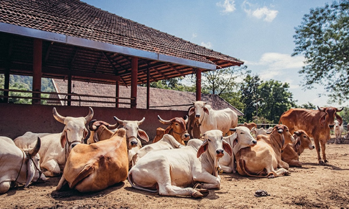 https://www.editorjee.com/wp-content/uploads/2026/06/cow.jpg