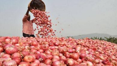 Onion Price Hike