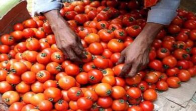 Tomato Price Hike
