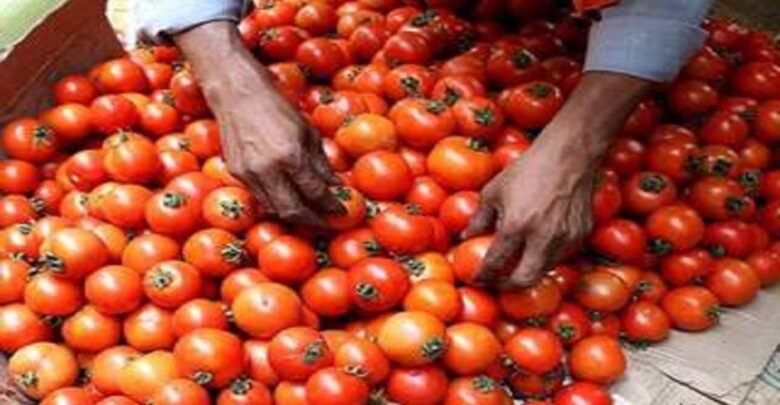 Tomato Price Hike