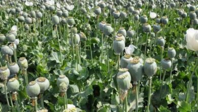 Durg Opium Scandal