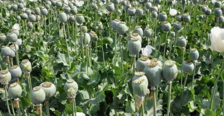 Durg Opium Scandal