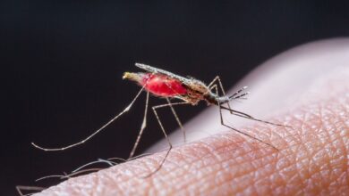Malaria In Ambikapur