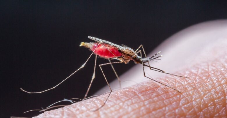 Malaria In Ambikapur