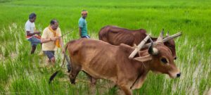 CM Sai In Farming
