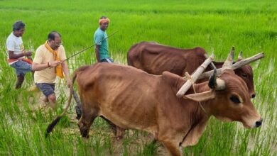 CM Sai In Farming