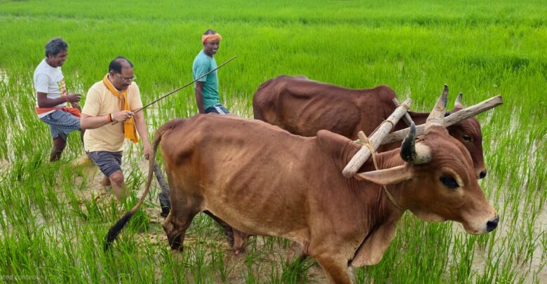 CM Sai In Farming